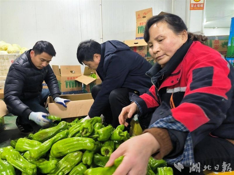 本地蔬菜批发